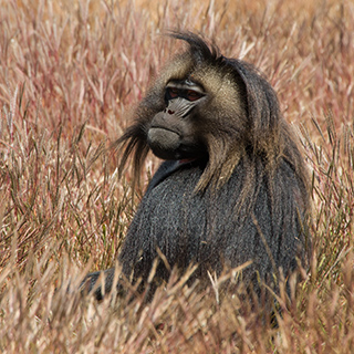Hudad - Gelada baboon